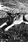 Feral Dogs