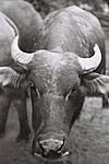 Water Buffaloes