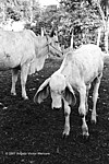 Brahman Bulls